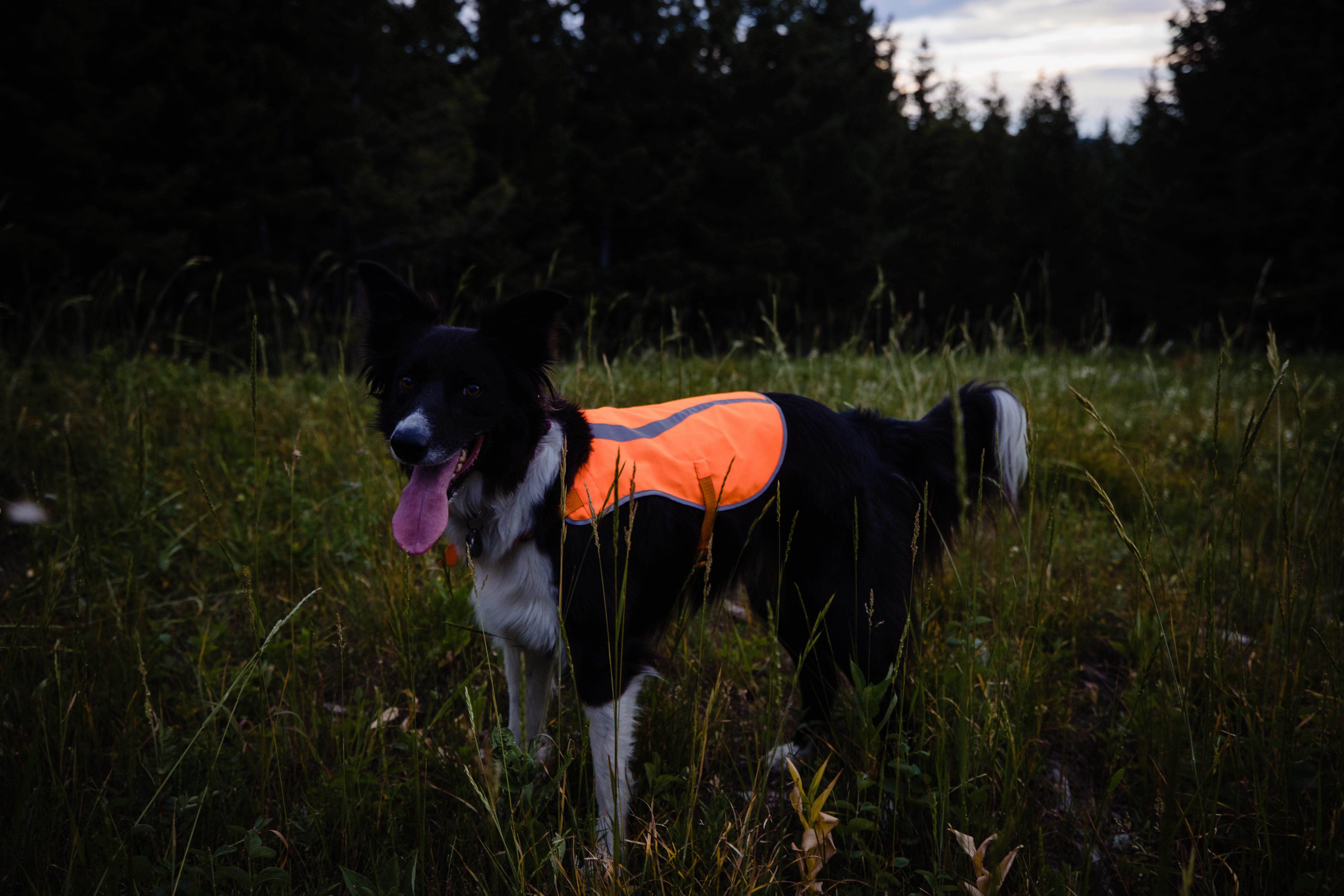 5xl blaze 2025 orange hunting vest