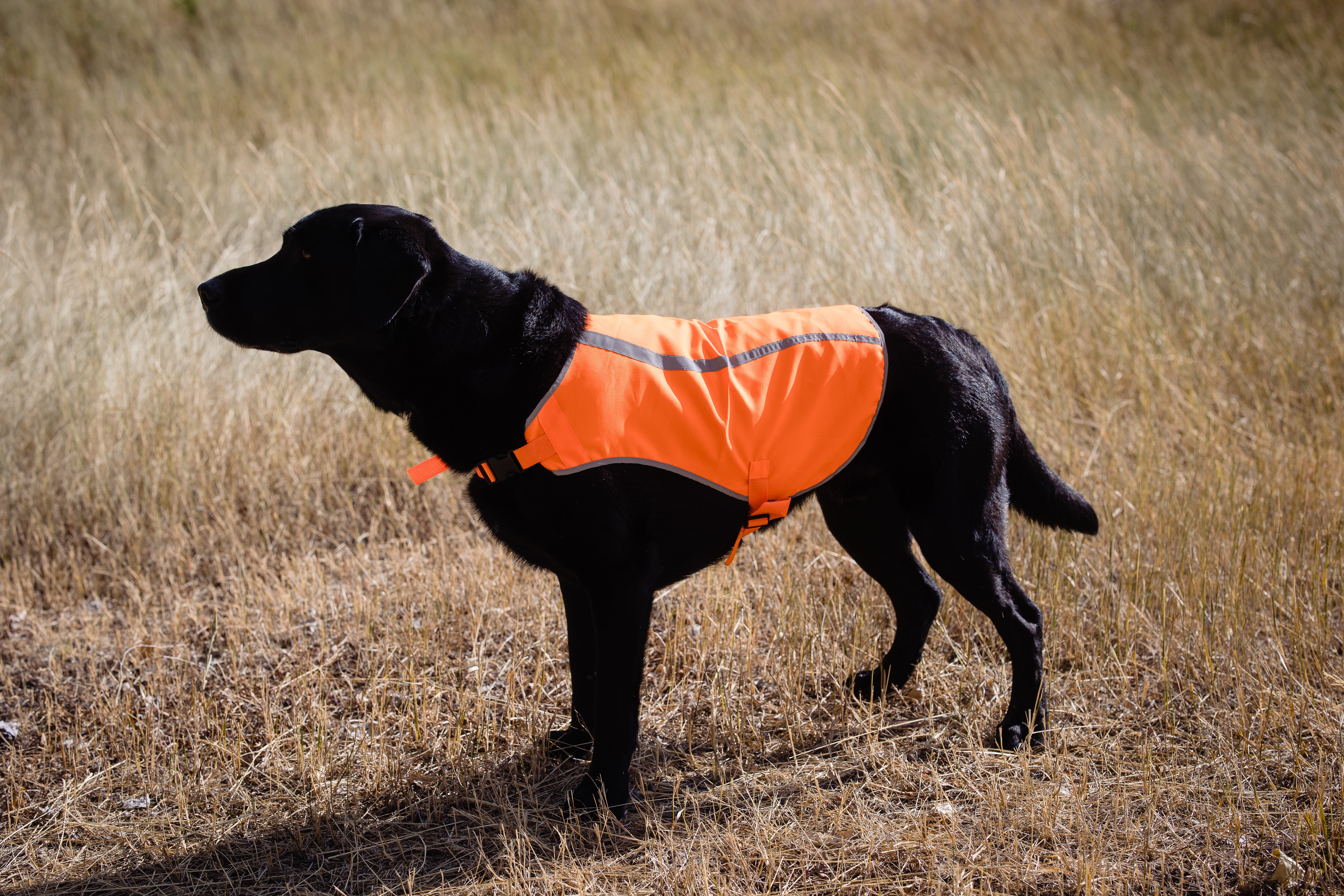 Jacket Hunting Dog Safety Vest Duck Hunting Vest Dokken Dog Vest