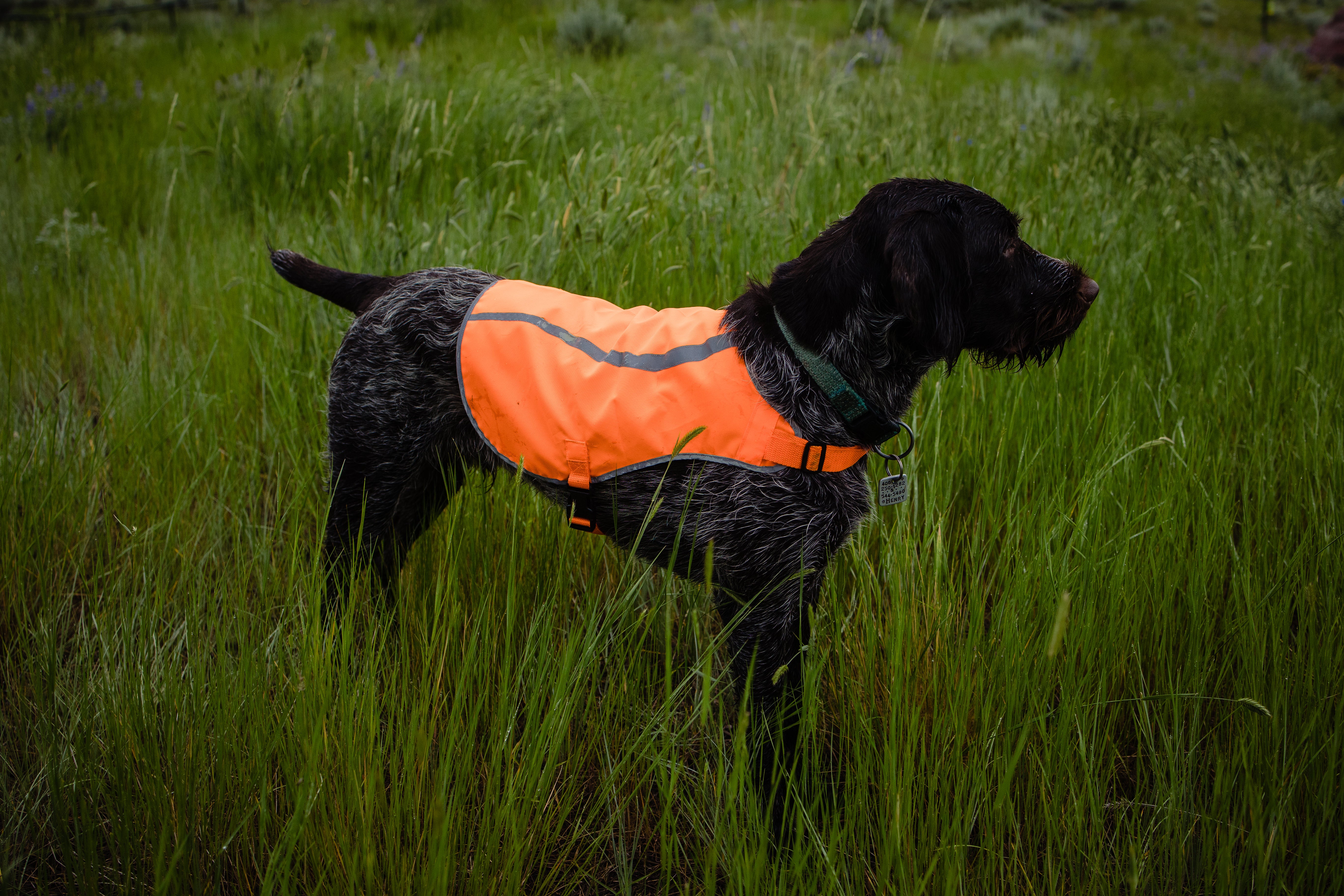 Orange Dog Vests for sale